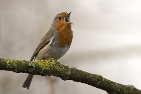 bird