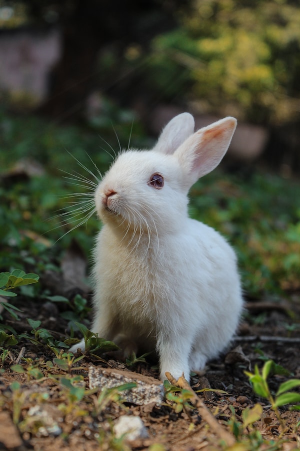 rabbit